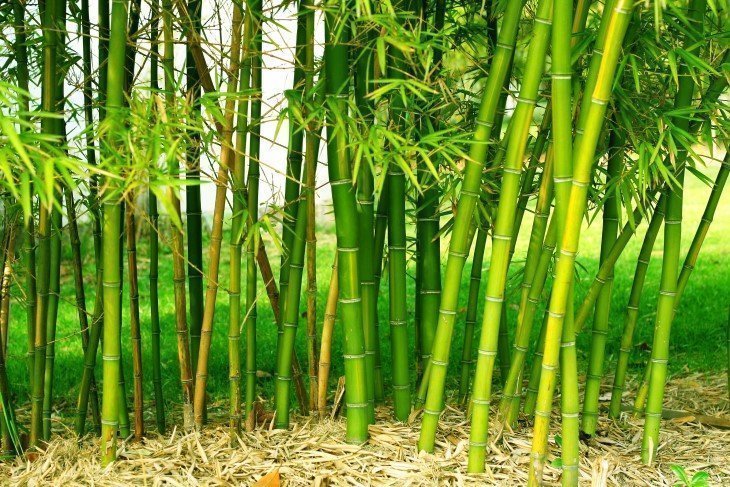 Bambu Yetiştiriciliği