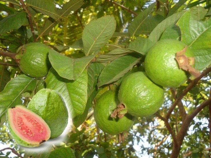 Guava Yetiştiriciliği 