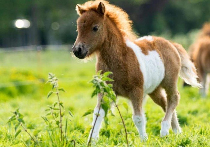 Pony At Çiftliği 6