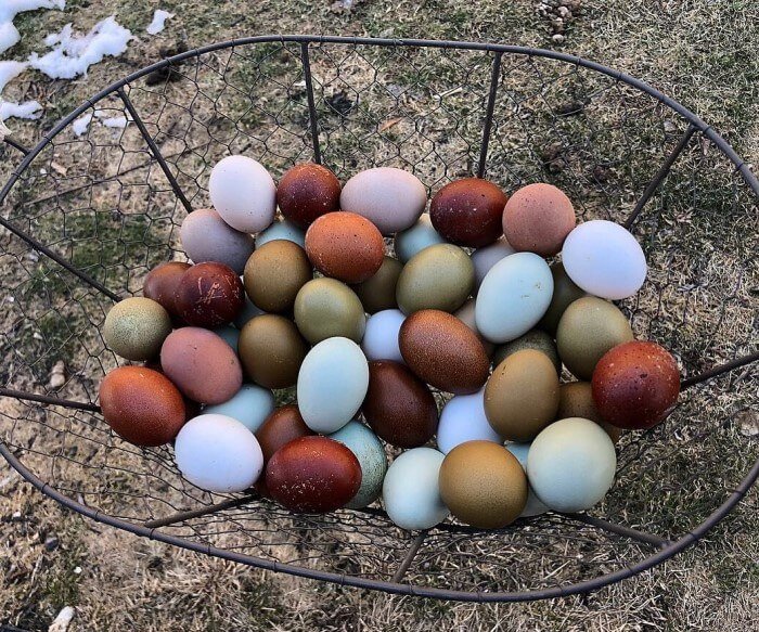 Renkli Yumurta Üretimi