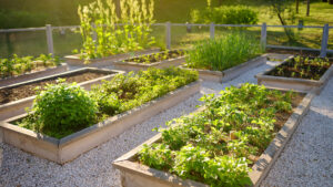 Sürdürülebilirlik Kendi Bahçenizi Nasıl Kurabilirsiniz?